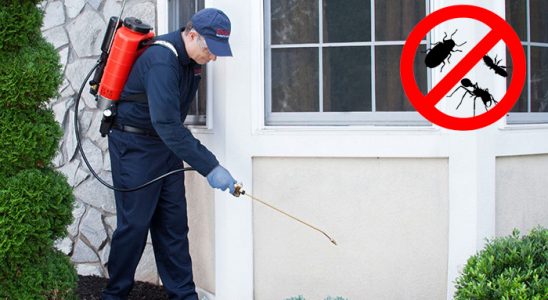 Dedebaşı Uçan Haşere İlaçlama böcek ilaçlama ve haşere kontrolü — ilaclama-tr.com